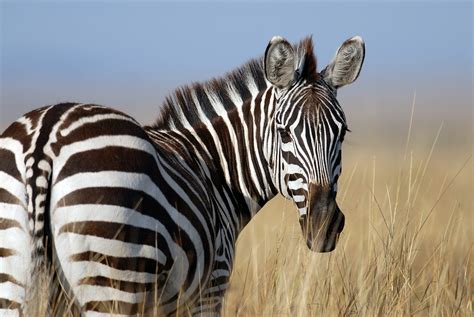 Is Animal Print Still in Style? And Why Do Zebras Never Get Lost?